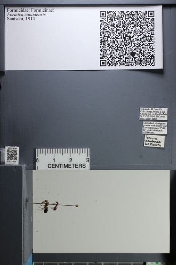 Media type: image;   Entomology 525424